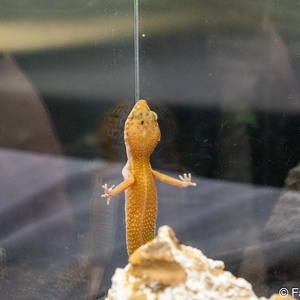 2020-01 Reptile Show