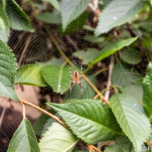 Misc. Critters and Bugs